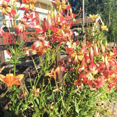 Foto på Solbackens doftliljor.