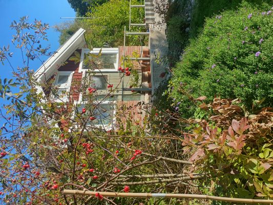 Foto på Solbackens växthus.