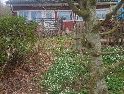 Foto på vitsippor under boken.